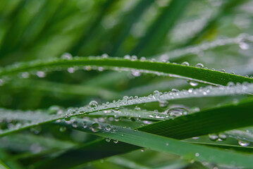 Macro. Background, water drops on the green grass