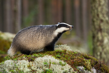 European badger, meles meles, sniffing on mossed rock in autumn nature. Mammal with black and white stripes smelling on stone. Nocturnal animal standing in forest. - obrazy, fototapety, plakaty