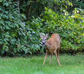 Deurstickers View in the garden with a roe deer © Bernadette