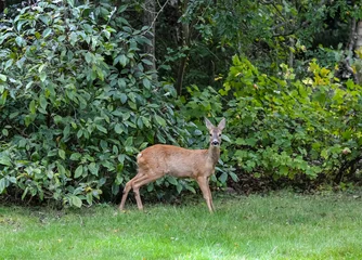 Meubelstickers View in the garden with a roe deer © Bernadette