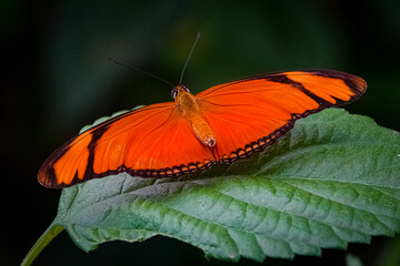 Schmetterling