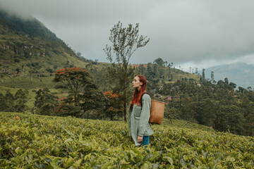 Fototapeta na wymiar young woman tourist at a tea plantation in Sri Lanka picks tea