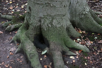 Tree Foot