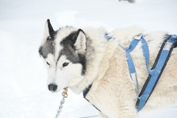 Dog Dog breed Sled dog Carnivore Wolf Snow