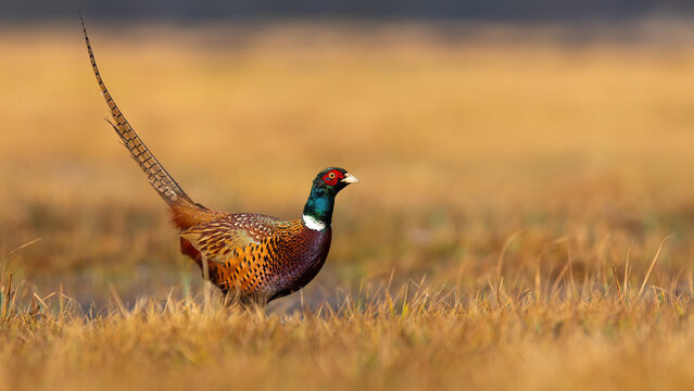 Common pheasant, phasianus colchicus, standing on field igolden hour with copy space. Brown bird looking on dry grass in autumn. Ring-necked animal watching on pasture.