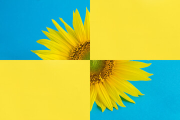 Collage of sunflower on the yellow background. Close-up. Flat lay.