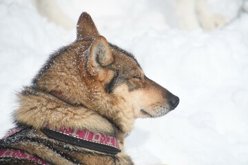 Dog Snow Carnivore Dog breed Collar Fawn