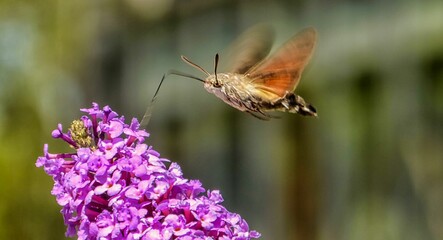 Taubenschw&auml;nzchen