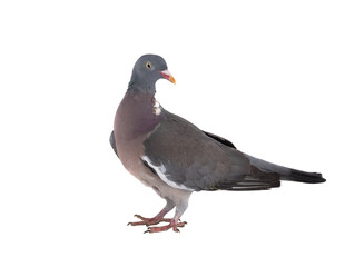 european wood pigeon (Columba palumbus) isolated on white background