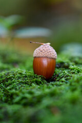 Closeup or macro of an acorn in moss © Linda