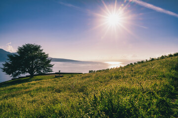 Obraz premium l'arbre solitaire et majestueux qui surplombe le lac Léman