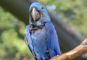 The hyacinth macaw is a blue-eyed parrot endemic to South America. With a weight of up to 1.3 kg and a length of up to one meter, the hyacinth macaw is the largest flying parrot in the world.