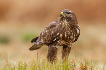 Common buzzard, buteo buteo, sitting on grassland in autumn nature. Wild bird of prey looking on gorund in fall. Brown animal with wings observing on meadow.