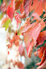 A beautiful background of twigs of plants with leaves of autumn red color.