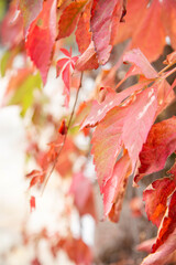 A beautiful background of twigs of plants with leaves of autumn red color.