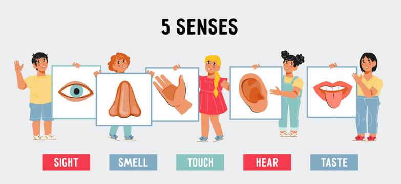 Five 5 senses concept for children educational cards, flat cartoon vector illustration isolated on white background. Teaching aid for children to get acquainted with the functions of the sense organs.