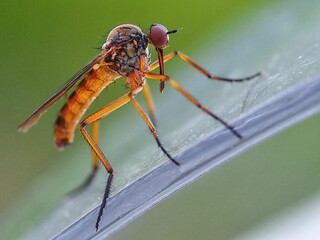 HELLE TANZFLIEGE (EMPIS LIVIDA)