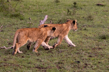 KENYA - HUMAN INTEREST - NAIBOSHO CONSERVATORY PARK