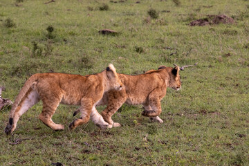 KENYA - HUMAN INTEREST - NAIBOSHO CONSERVATORY PARK