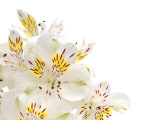 Fototapeta na wymiar Tender white and yellow alstroemeria flowers in the corner isolated transparent png