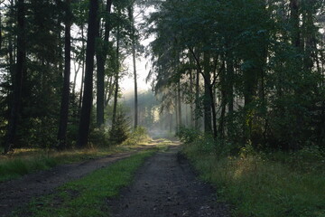 Fototapeta premium A forest road on an autumn day
