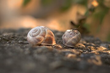 Snails on the slope, big snails are located on a large black stone, selective focus, bokeh