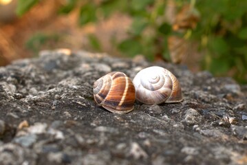 Snails on the slope, big snails are located on a large black stone, selective focus, bokeh