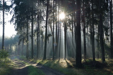 Morning, autumn sun breaking through the pine trees. Forest Road.