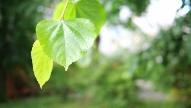 Green leaves on birch tree. Nature spring and summer background.