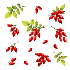 Rosehip watercolor png set. Rosehip branch, leaves and berries. Rose hip digital watercolor illustrations. 
