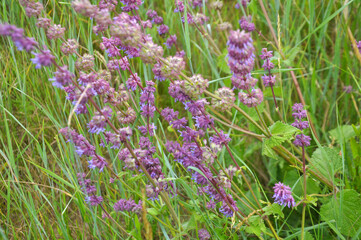 In nature, the blooms Salvia verticillata