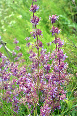 In nature, the blooms Salvia verticillata