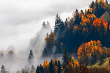  foggy autumn forest,  amazing nature in the mountains, unbelievable misty scene