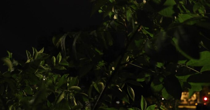Young tree in a windy night with lightning in the background