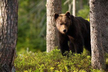 Brown bear, ursus arctos, looking in blueberries in summertime sunlight. Big predator watching in the middle of spruces in summer. Large mammal staring in bushes.