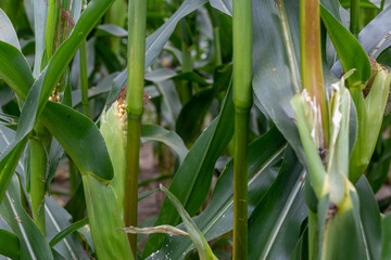 Ripe corn cobs on green stalks. Cornfield.