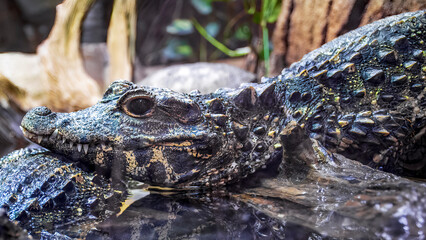 close up of a head of an alligator - obrazy, fototapety, plakaty