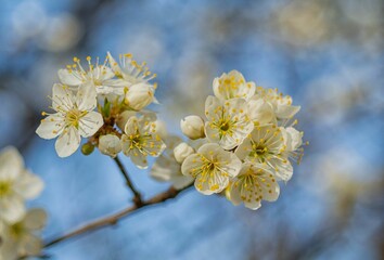 Bl&uuml;ten der Mirabelle