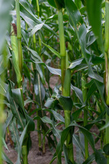 Inside a cornfield, a view of the stalks, leaves and cobs.