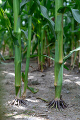 Inside a cornfield, a view of the stalks, leaves and cobs.