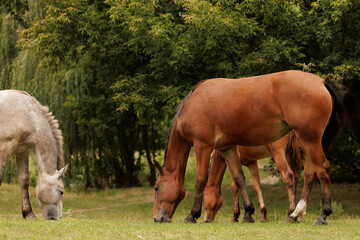 three horses graze in a meadow in autumn