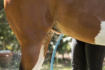 Bathing a horse and cleaning his sheath. 