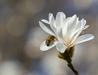 Wei&szlig;e Magnolie mit Biene