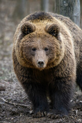 Plakat Wild Brown Bear (Ursus Arctos) in the autumn forest. Animal in natural habitat