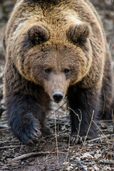 Wild Brown Bear (Ursus Arctos) in the autumn forest. Animal in natural habitat