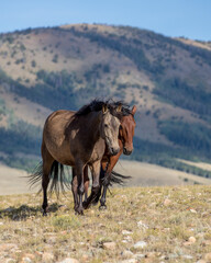 Wild mustang horse herd.