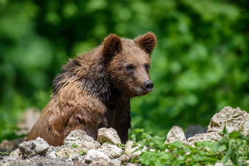 Obraz premium Wild Brown Bear (Ursus Arctos) in the summer forest. Animal in natural habitat