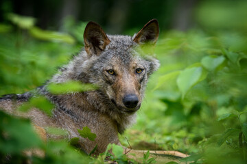 Wolf portrait in forest. Wildlife scene from nature. Wild animal in the natural habitat