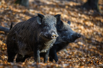 Two wild boar in autumn forest. Wildlife scene from nature