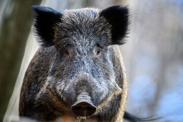 Male Wild boar in autumn forest. Wildlife scene from nature